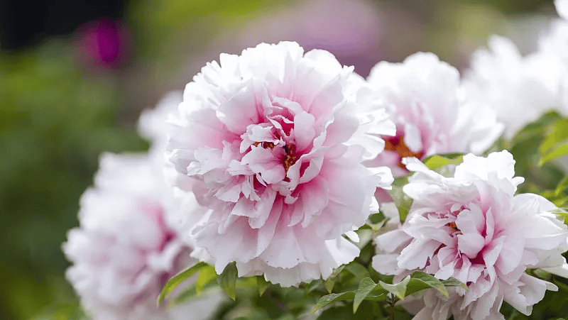 牡丹綻妍 譜寫新篇——中集攪拌邀您游洛陽,賞牡丹,品樣車,觀產線 牡丹綻妍 譜寫新篇——中集攪拌邀您游洛陽,賞牡丹,品樣車,觀產線